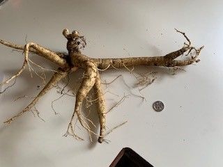 20 year old Ginseng root 188g against a 5 cent piece